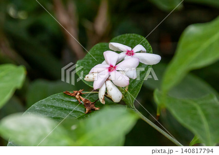 ピンク色の花が咲くコプシア・フルティコサ【キョウチクトウ科】 ピンク色の花が咲くコプシア・フルティコサ【キョウチクトウ科】 140817794