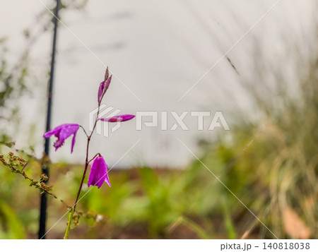 雨上がりの庭に咲く紫の可憐な花 雨上がりの庭に咲く紫の可憐な花 140818038