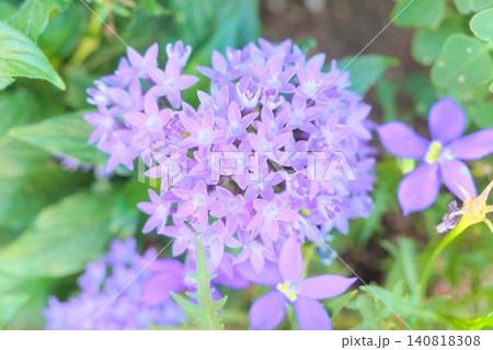 ガーデニングや季節の花素材に使える紫のペンタス写真素材 140818308