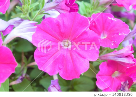 ガーデニングや季節の花素材に使えるピンクの花の写真素材 ガーデニングや季節の花素材に使えるピンクの花の写真素材 140818350