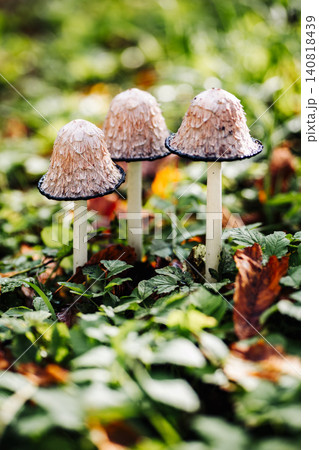 Shaggy ink cap mushrooms growing in green grass Shaggy ink cap mushrooms growing in green grass 140818439