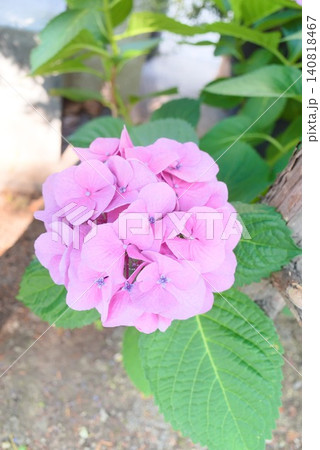 梅雨や初夏の花素材に使えるピンクの紫陽花写真素材 140818467