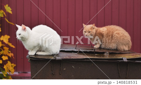 White cat and ginger cat observing surroundings, sitting outdoors on metal bin in autumn 140818531