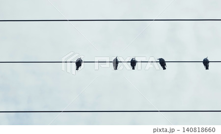 Birds perching on power lines against a clear sky, one bird stretching its wing Birds perching on power lines against a clear sky, one bird stretching its wing 140818660