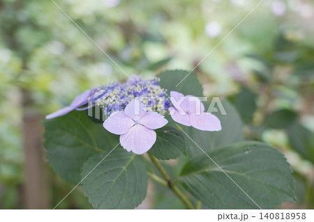 金剛寺 高幡不動尊　紫陽花 140818958