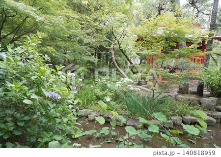 金剛寺 高幡不動尊　紫陽花 140818959
