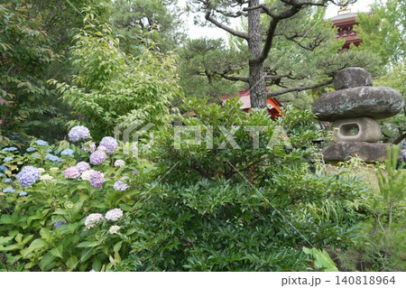 金剛寺 高幡不動尊 紫陽花 金剛寺 高幡不動尊 紫陽花 140818964