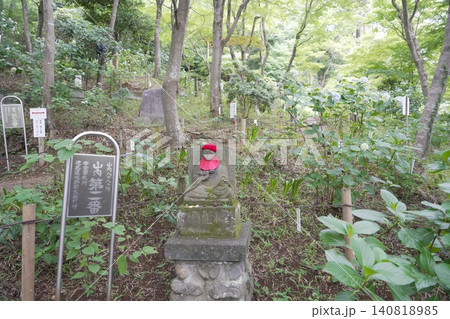 金剛寺 高幡不動尊　紫陽花 140818985