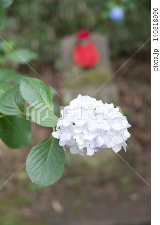 金剛寺 高幡不動尊 紫陽花 金剛寺 高幡不動尊 紫陽花 140818990