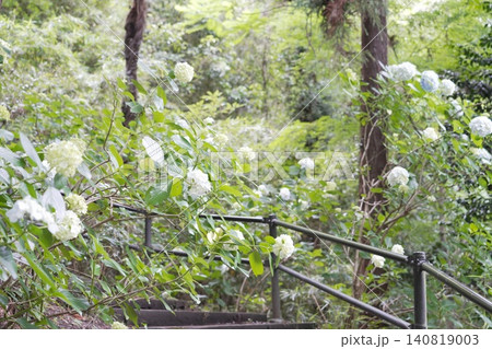 金剛寺 高幡不動尊 紫陽花 金剛寺 高幡不動尊 紫陽花 140819003