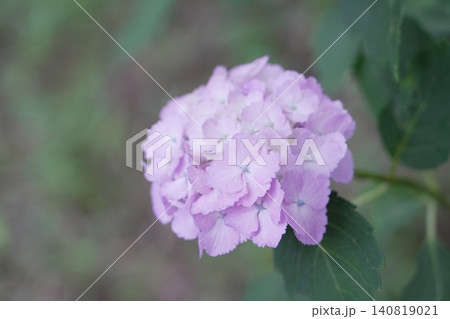 金剛寺 高幡不動尊 紫陽花 金剛寺 高幡不動尊 紫陽花 140819021