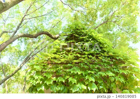 自然と建築の背景に使える蔦に覆われた壁と新緑の写真素材 自然と建築の背景に使える蔦に覆われた壁と新緑の写真素材 140819085