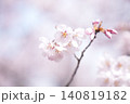 春の訪れを告げる満開の桜 140819182