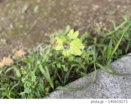 芽を出して少し育っているイチョウと思われる小さな樹/The tree 芽を出して少し育っているイチョウと思われる小さな樹/The tree 140819271