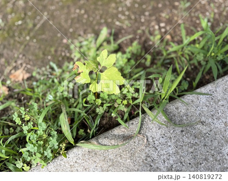 芽を出して少し育っているイチョウと思われる小さな樹/The tree 芽を出して少し育っているイチョウと思われる小さな樹/The tree 140819272