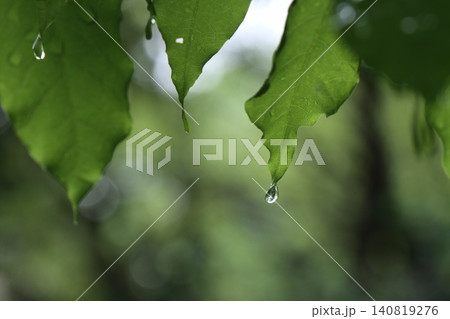 雨の日に木の葉から滴るしずく 雨の日に木の葉から滴るしずく 140819276