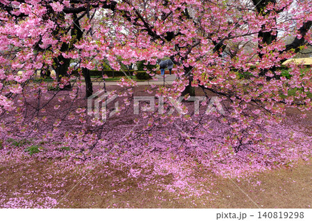 地面に散った桜の花びら 140819298