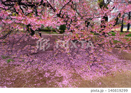 桜の花びらが舞う春の小川 140819299