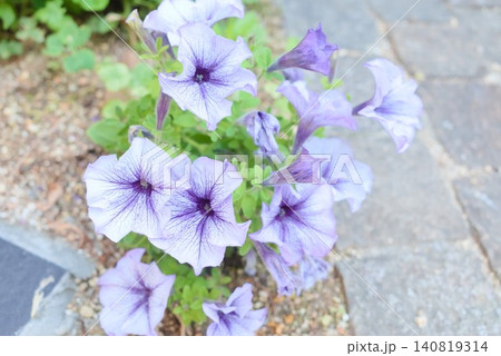 ガーデニングや季節の花素材に使える薄紫のペチュニア風写真素材 ガーデニングや季節の花素材に使える薄紫のペチュニア風写真素材 140819314
