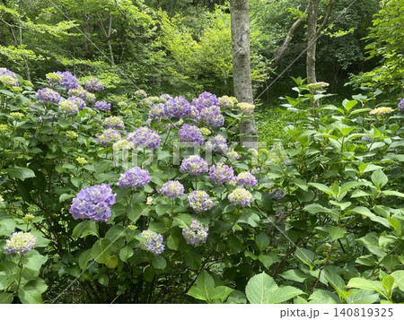 初夏の香澄公園に咲いた紫陽花 初夏の香澄公園に咲いた紫陽花 140819325