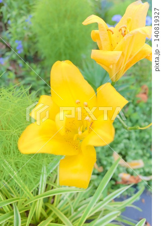 ガーデニングや季節の花素材に使える黄色いユリ写真素材 ガーデニングや季節の花素材に使える黄色いユリ写真素材 140819327