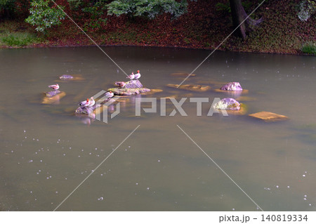 川で泳ぐカモと桜の花びら 川で泳ぐカモと桜の花びら 140819334