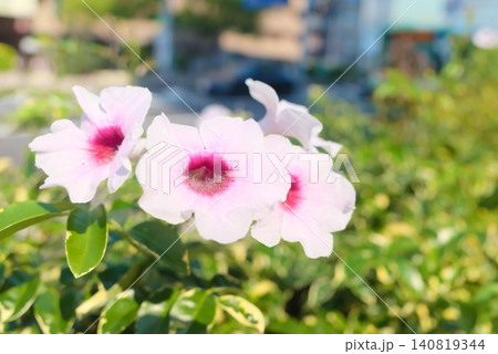 ガーデニングや季節の花素材に使える淡いピンクの花写真素材 140819344
