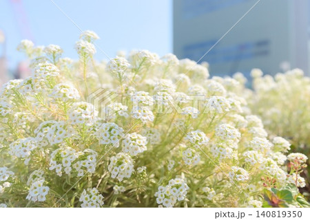 ガーデニングや春の花素材に使える白い小花の写真素材 140819350
