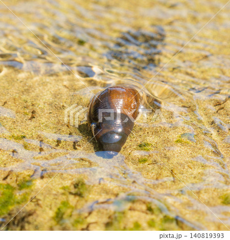 初夏の清流　カワニナと殻に乗っているカゲロウの幼虫達06 140819393