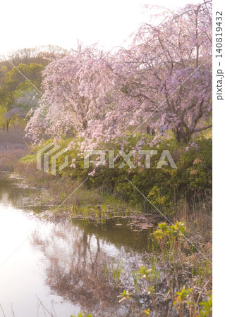 穏やかな水面に美しく映り込む満開のしだれ桜と春の里山風景 穏やかな水面に美しく映り込む満開のしだれ桜と春の里山風景 140819432