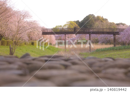 満開のしだれ桜に囲まれた美しい木造の橋と前ボケを活かした春の里山風景 満開のしだれ桜に囲まれた美しい木造の橋と前ボケを活かした春の里山風景 140819442