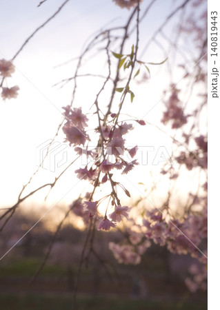 夕暮れの優しい光に透き通るしだれ桜と美しいボケ背景の春風景 夕暮れの優しい光に透き通るしだれ桜と美しいボケ背景の春風景 140819443