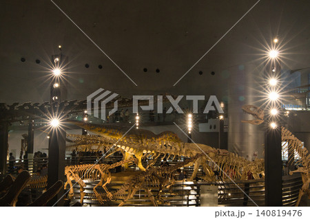 ライトアップされた恐竜の全身骨格標本が並ぶ大迫力の博物館の展示風景 ライトアップされた恐竜の全身骨格標本が並ぶ大迫力の博物館の展示風景 140819476