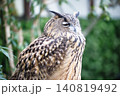 美しい羽毛と凛々しい横顔が引き立つ大型のワシミミズクのクローズアップ 140819492