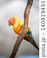 木の枝に留まり首をかしげる可愛いコガネメキシコインコの縦位置ポートレート 140819493