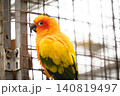 南国をイメージさせるオレンジと黄色の可愛いコガネメキシコインコの横位置ポートレート 140819497