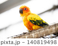 ペットや動物園の紹介に最適な美しい愛玩鳥コガネメキシコインコのカメラ目線 140819498