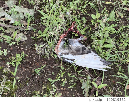 地面に散らばる、鳩と思われる鳥の羽根など/The bird 地面に散らばる、鳩と思われる鳥の羽根など/The bird 140819582