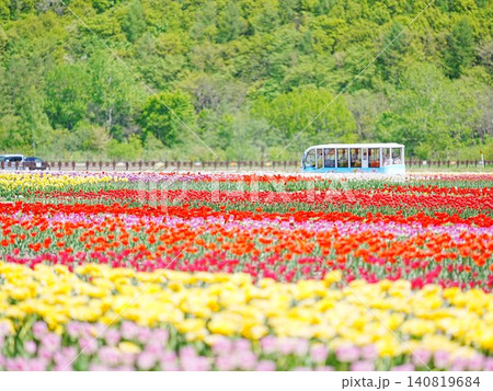 北海道の絶景 かみゆうべつチューリップ公園 北海道の絶景 かみゆうべつチューリップ公園 140819684