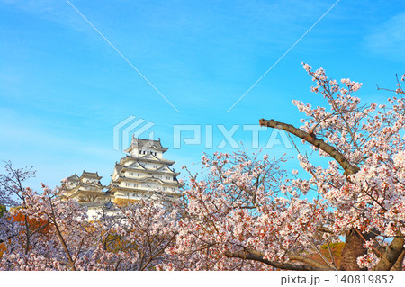 兵庫県姫路市、満開の桜と姫路城の風景 140819852