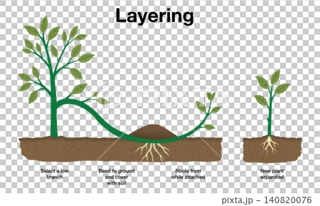 Scientific infographic explaining simple layering method for plant propagation, showing step by step technique of bending branch into soil to grow new roots Scientific infographic explaining simple layering method for plant propagation, showing step by step technique of bending branch into soil to grow new roots 140820076