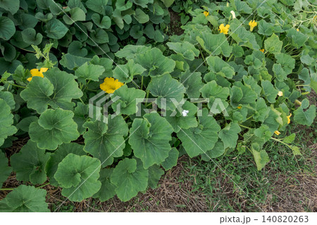 黄色い花が咲くカボチャ畑 140820263