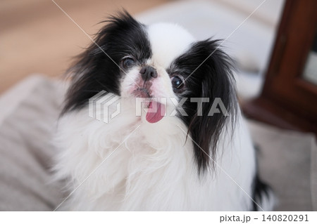 舌を出してくつろぐ狆(Japanese Chin)のシニア犬 舌を出してくつろぐ狆(Japanese Chin)のシニア犬 140820291