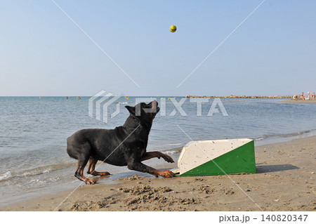 rottweiler playing on the beach rottweiler playing on the beach 140820347