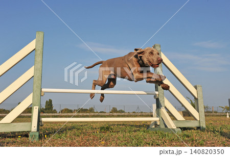training of Weimaraner 140820350