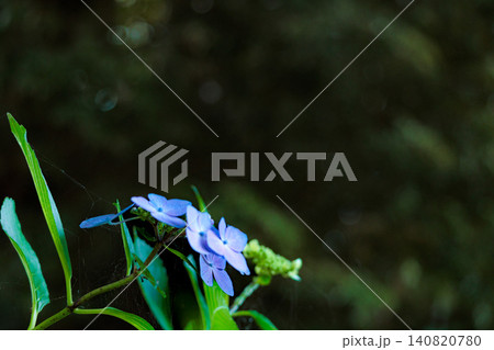 梅雨空に色彩鮮やかに咲き誇るアジサイの花 梅雨空に色彩鮮やかに咲き誇るアジサイの花 140820780