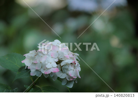 梅雨空に色彩鮮やかに咲き誇るアジサイの花 梅雨空に色彩鮮やかに咲き誇るアジサイの花 140820813