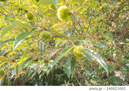 日差しの中に広がるクリの木のイガと葉 日差しの中に広がるクリの木のイガと葉 140821001