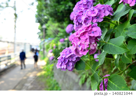 紅い紫陽花の咲く飛鳥の小径 紅い紫陽花の咲く飛鳥の小径 140821044