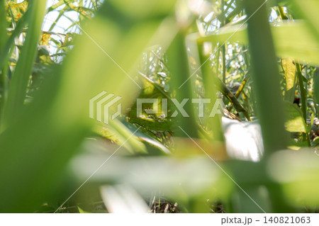 草の間から見る植物の葉と光 草の間から見る植物の葉と光 140821063